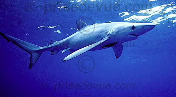 requins016