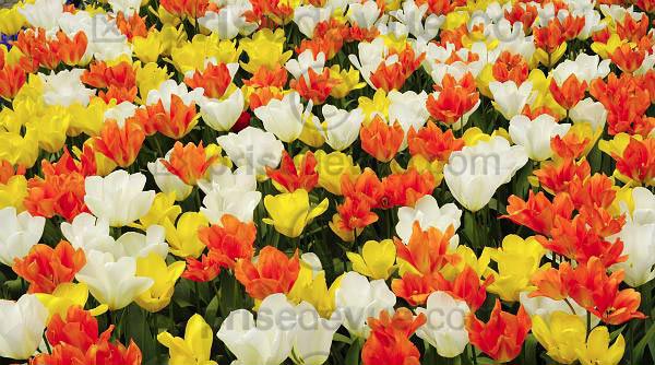 tulipes018