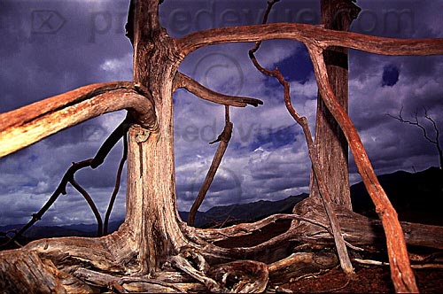 trees 1