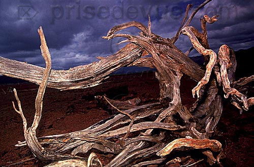 trees 2