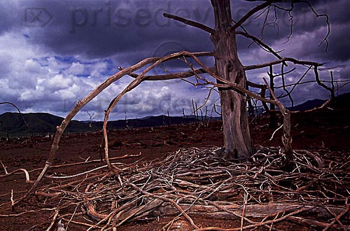 trees 3