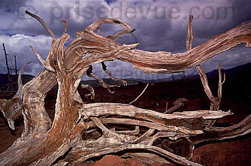 trees 4