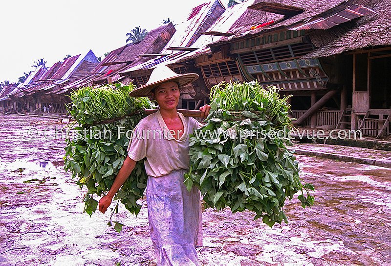 Nias_05
