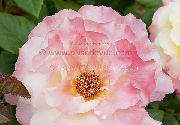 roses10