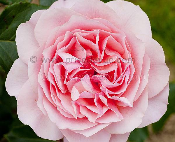 roses11
