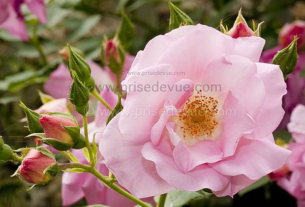 roses12