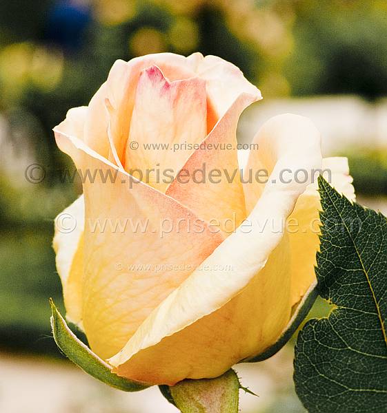 roses13