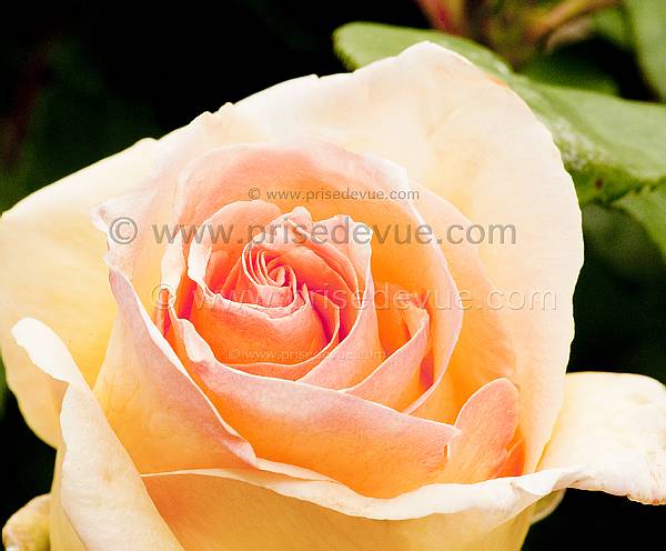 roses14