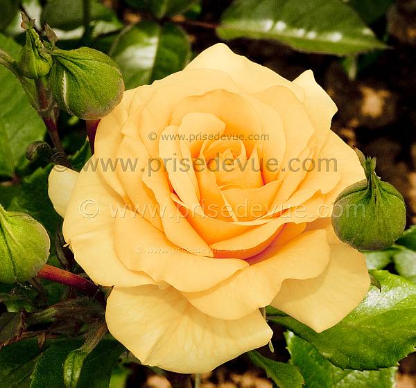 roses15
