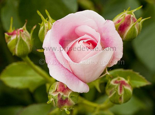 roses16