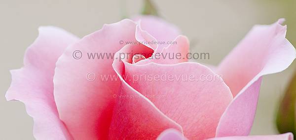 roses17