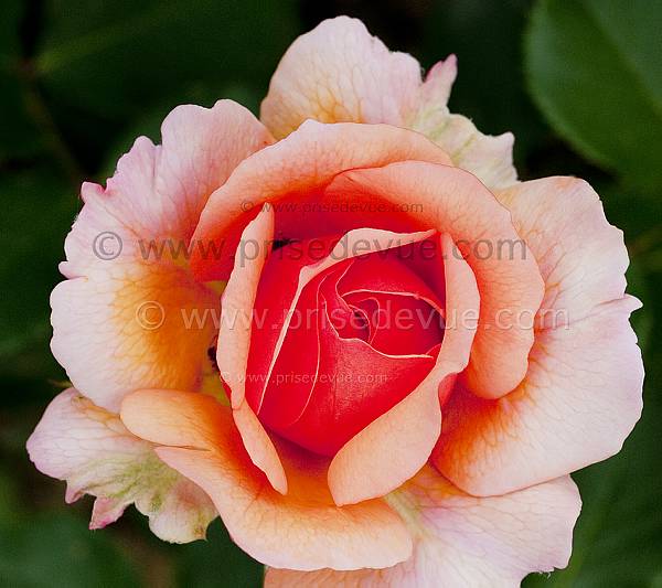 roses18