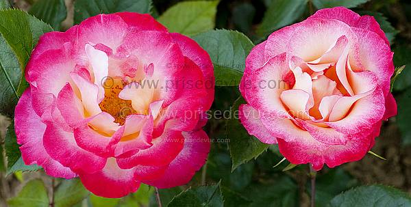 roses20