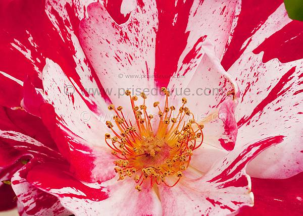 roses25