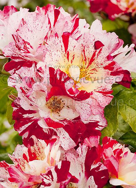 roses26