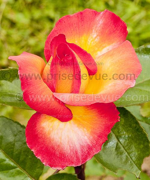 roses27