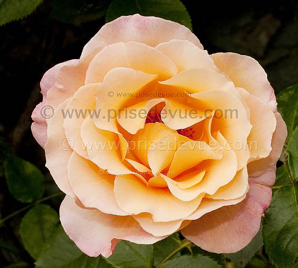 roses29