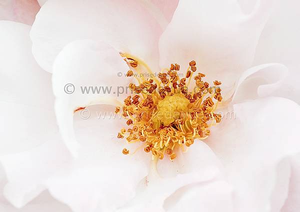 roses03