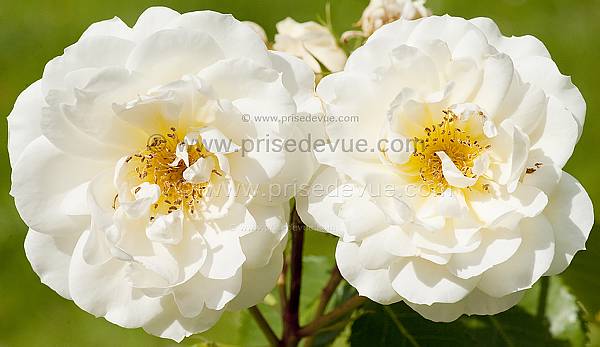 roses30