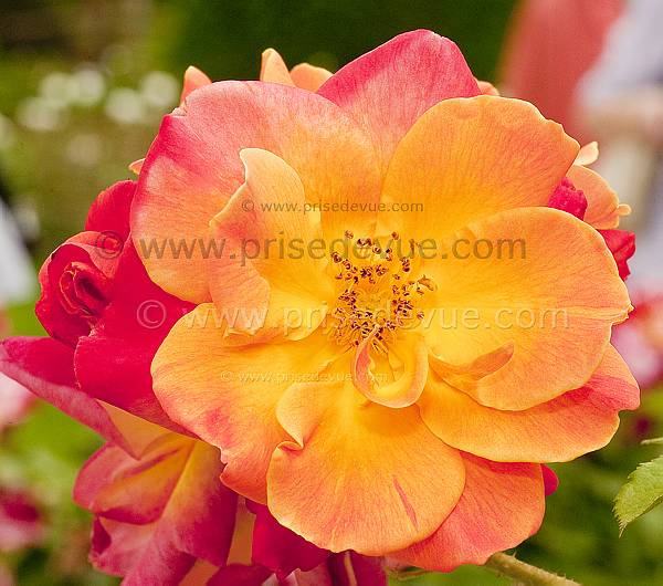 roses07