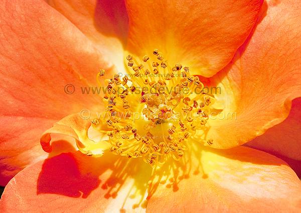 roses08