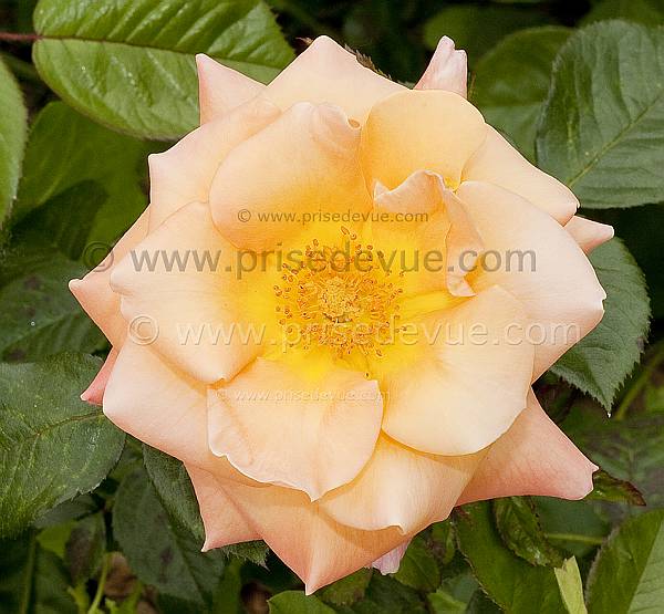 roses09