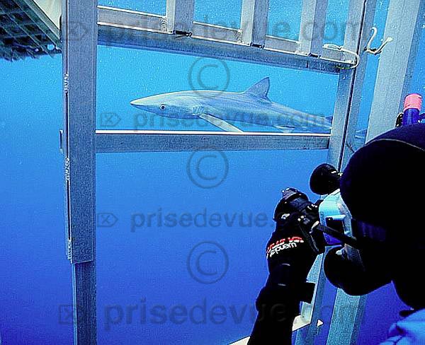 requins010