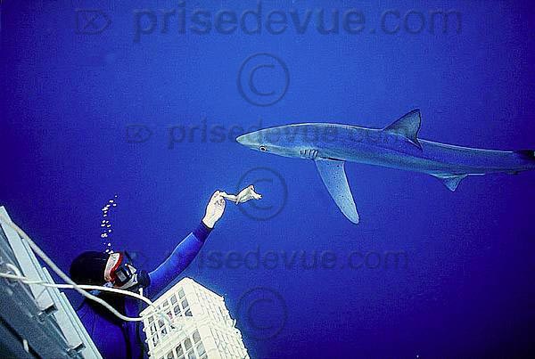 requins012