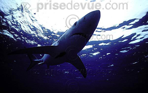 requins013