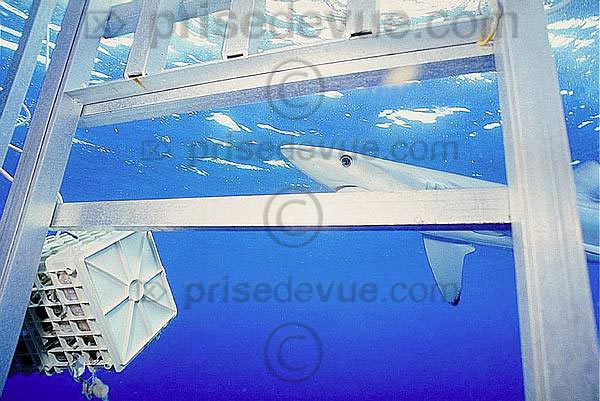 requins015