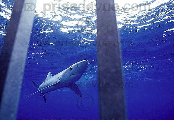 requins020