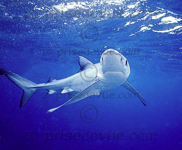 requins021