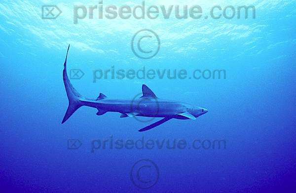 requins022