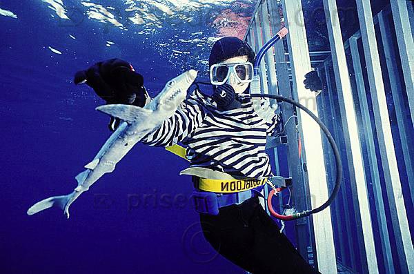 requins025