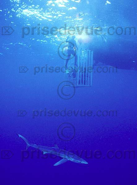 requins026