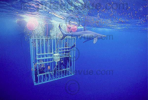 requins027