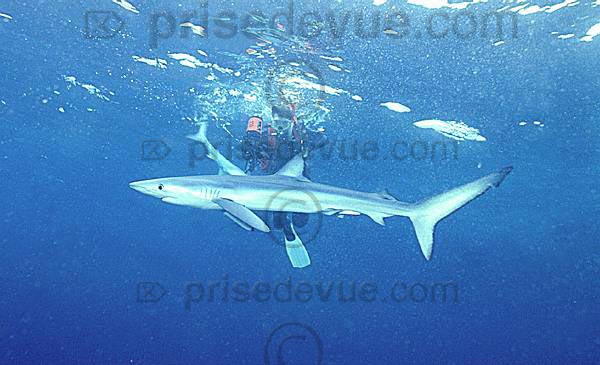 requins028