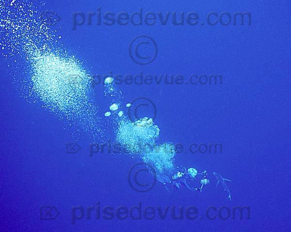 requins029