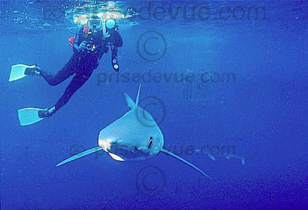 requins030