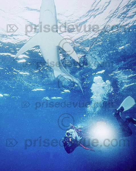 requins031