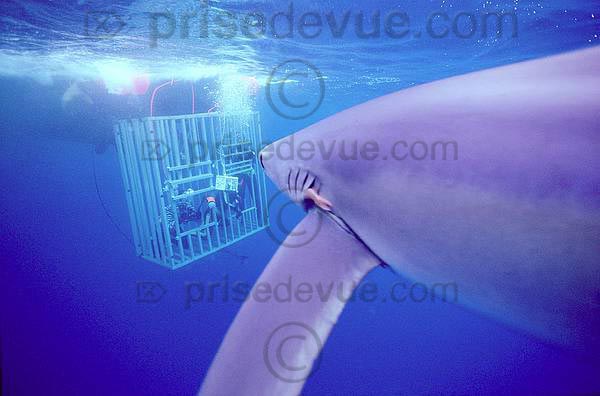 requins032