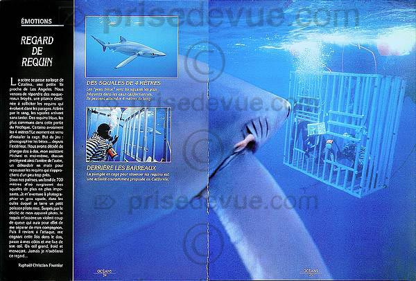 requins033