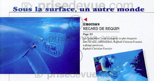 requins034