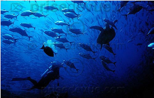 sipadan_001.jpg