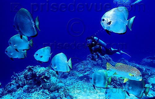 sipadan_010.jpg