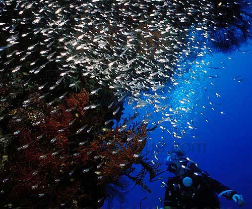 sipadan_013.jpg
