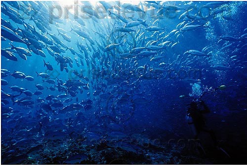 sipadan_015.jpg
