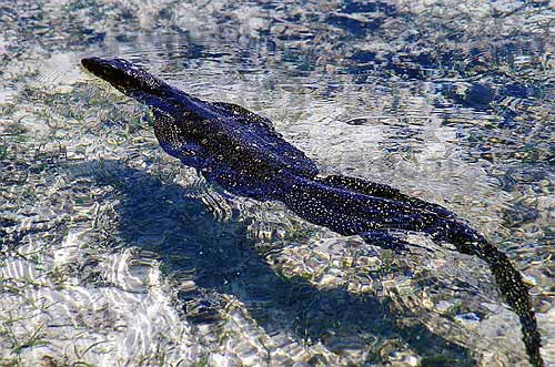 sipadan_017.jpg