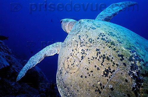 sipadan_019.jpg