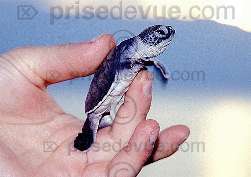 sipadan_002.jpg